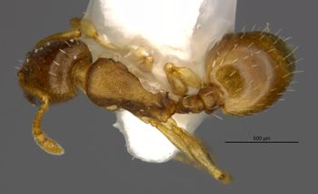 Media type: image;   Entomology 35272 Aspect: habitus dorsal view